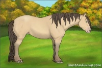 Horse Color:Amber Cream Champagne 
