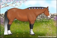 Horse Color:Bay Splash 