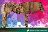 Horse Color:Chocolate Palomino Pearl Sabino Tobiano Snowcap Rabicano  Brindle