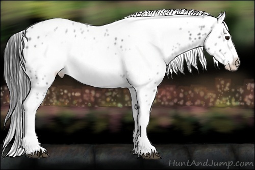 Horse Color:White Spotted Black Ice Splash Tobiano Frame Leopard
