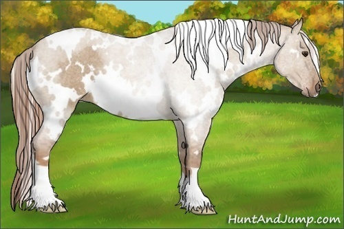 Horse Color:White Spotted Red Dun Roan 