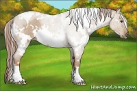 Horse Color:White Spotted Red Dun Roan 
