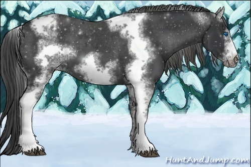 Horse Color:White Spotted Black Splash Tobiano Frame Appaloosa 