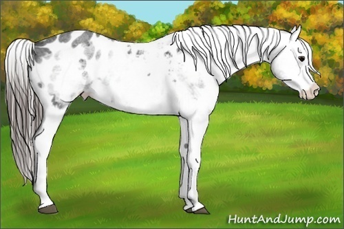 Horse Color:White Spotted Blue Roan Splash Frame Appaloosa 