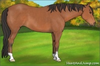 Horse Color:Bay 