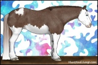 Horse Color:Liver Chestnut Splash Appaloosa 