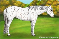Horse Color:Bay Appaloosa 