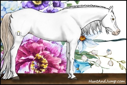 Horse Color:Liver Chestnut Pearl Sabino Splash Snowflake VarnishRabicano Brindle
