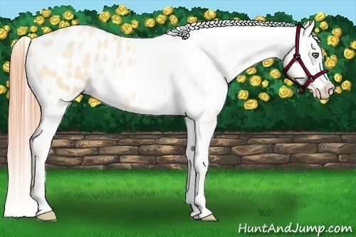 Horse Color:Buckskin Pearl Dun Blanket 