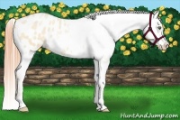 Horse Color:Buckskin Pearl Dun Blanket 