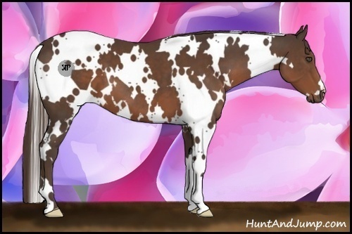 Horse Color:White Spotted Liver Chestnut 