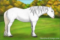 Horse Color:Chestnut Appaloosa
