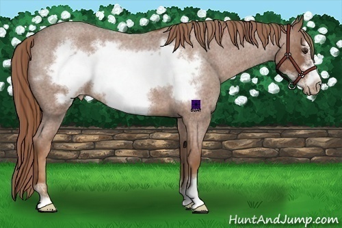 Horse Color:Red Roan Sabino Frame Appaloosa 