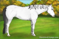 Horse Color:White Spotted Smoky Black Rabicano