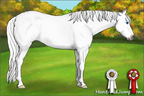 Horse Color:Gray White Spotted Grullo Splash