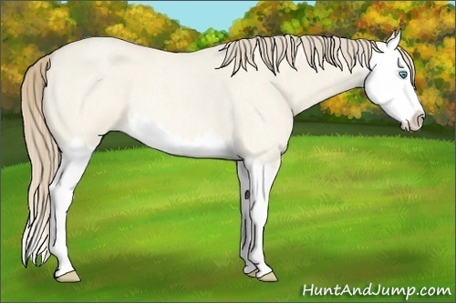 Horse Color:Perlino Roan Dun Splash 
