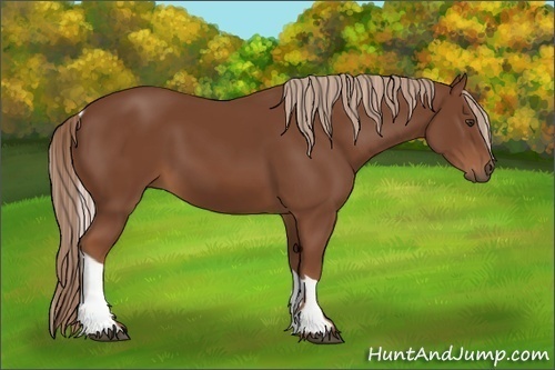 Horse Color:Chestnut Tobiano 