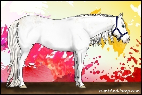 Horse Color:White Spotted Cremello 