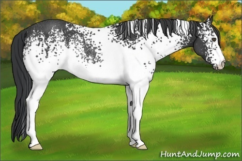 Horse Color:White Spotted Black Rabicano 