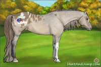 Horse Color:Buckskin Dun Varnish