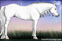 Horse Color:Gray Brown Appaloosa 