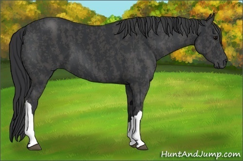 Horse Color:Black  Brindle