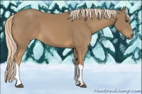 Horse Color:Palomino 