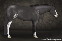 Horse Color:Buckskin Sabino 