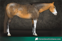 Horse Color:Buckskin Sabino