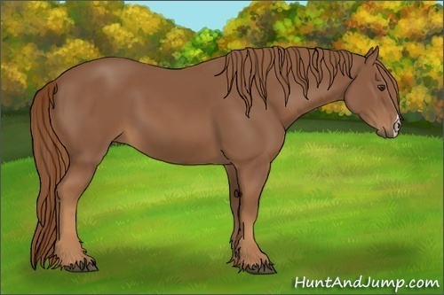 Horse Color:Chestnut Frame