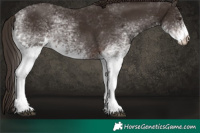 Horse Color:White Spotted Liver Chestnut 