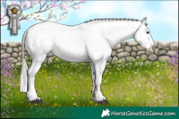 Horse Color:Chestnut Mushroom Appaloosa