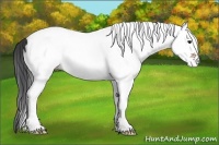 Horse Color:White Spotted Bay 