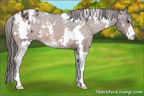 Horse Color:White Spotted Bay Sabino Appaloosa Rabicano 