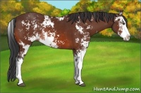 Horse Color:Bay Sabino 
