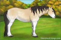Horse Color:White Spotted Bay Dun