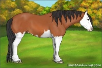 Horse Color:Bay Splash 
