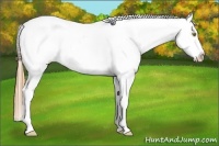 Horse Color:Chestnut Pearl Appaloosa