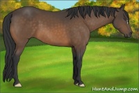 Horse Color:Buckskin Frame 