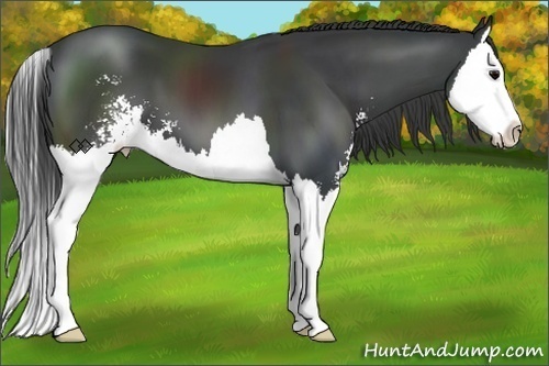 Horse Color:Black Sabino Splash 