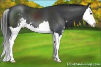Horse Color:Black Sabino Splash