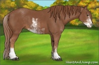 Horse Color:Chestnut Sabino 