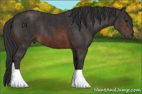 Horse Color:Brown Rabicano Brindle