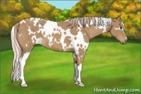 Horse Color:White Spotted Palomino