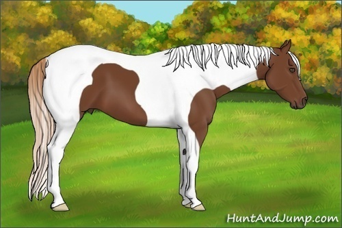 Horse Color:Chestnut Tobiano 