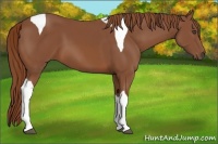 Horse Color:Chestnut Tobiano
