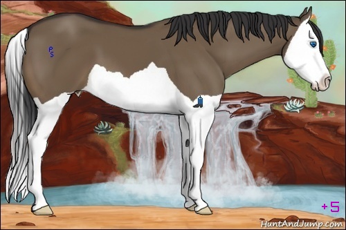 Horse Color:Brown Dun Splash