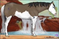 Horse Color:Brown Dun Splash