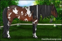 Horse Color:White Spotted Bay 