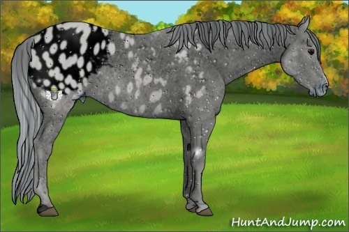 Horse Color:ERROR: UNKNOWN ANOMALY